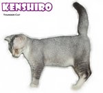 Kenshiro (Silver Shaded White) - Scottish Fold + British Shorthair Cat