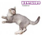 Kenshiro (Silver Shaded White) - Scottish Fold + British Shorthair Cat