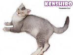 Kenshiro (Silver Shaded White) - Scottish Fold + British Shorthair Cat