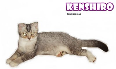 Kenshiro (Silver Shaded White) - Scottish Fold + British Shorthair Cat