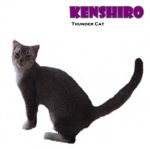 Kenshiro (Silver Shaded White) - Scottish Fold + British Shorthair Cat