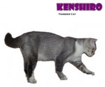 Kenshiro (Silver Shaded White) - Scottish Fold + British Shorthair Cat