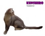 Kenshiro (Silver Shaded White) - Scottish Fold + British Shorthair Cat