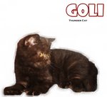 Goli (Chocolate Color) - Exotic Shorthair Cat