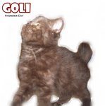 Goli (Chocolate Color) - Exotic Shorthair Cat