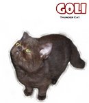 Goli (Chocolate Color) - Exotic Shorthair Cat