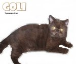 Goli (Chocolate Color) - Exotic Shorthair Cat