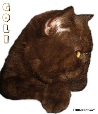 Goli (Chocolate Color) - Exotic Shorthair Cat