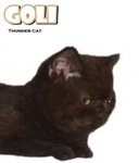 Goli (Chocolate Color) - Exotic Shorthair Cat