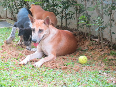 Lucy - Mixed Breed Dog