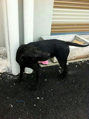 Blackie - Mixed Breed Dog