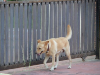 Blond - Mixed Breed Dog