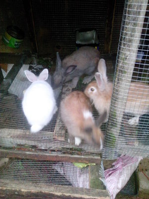 Bubu, Tom, Ren N Putih - Angora Rabbit Rabbit