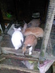 Bubu, Tom, Ren N Putih - Angora Rabbit Rabbit