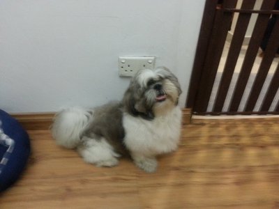 PF43302 - Shih Tzu Dog