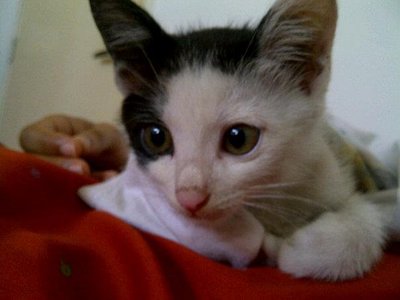 Setotet - Domestic Short Hair Cat