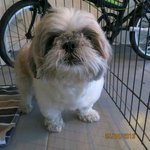 Gingerlee - Shih Tzu Dog