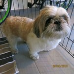 Gingerlee - Shih Tzu Dog