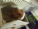 Fat Ham - Syrian / Golden Hamster Hamster