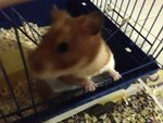 Fat Ham - Syrian / Golden Hamster Hamster