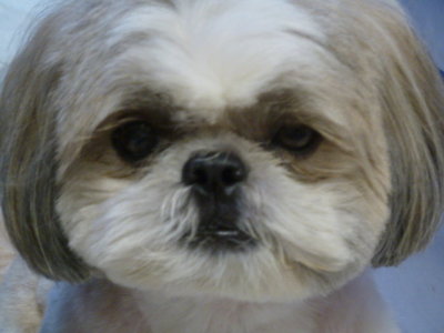 PF43316 - Shih Tzu Dog