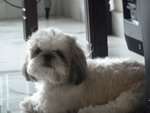 PF43316 - Shih Tzu Dog