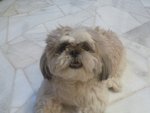 PF43316 - Shih Tzu Dog