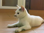 Susu Meow - Domestic Short Hair Cat