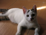 Susu Meow - Domestic Short Hair Cat