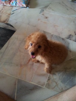 Toy Poodle - Poodle Dog