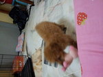 Toy Poodle - Poodle Dog