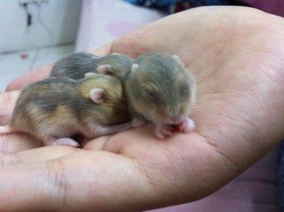 Rare Argente Red Eye Winter Gold  - Short Dwarf Hamster Hamster