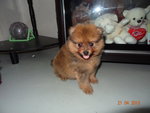 Quality Tiny Pomeranian With Mka - Pomeranian Dog