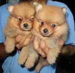 Quality Tiny Pomeranian With Mka - Pomeranian Dog