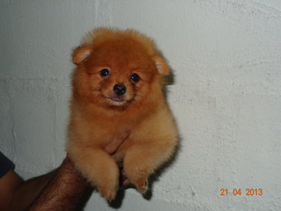 Quality Orange Pomeranian With Mka - Pomeranian Dog