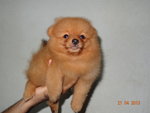 Quality Orange Pomeranian With Mka - Pomeranian Dog