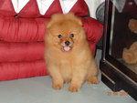 Quality Orange Pomeranian With Mka - Pomeranian Dog