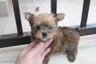 Full Gold Yorkshireterrier Puppy - Yorkshire Terrier Yorkie Dog