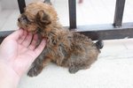 Full Gold Yorkshireterrier Puppy - Yorkshire Terrier Yorkie Dog