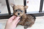 Full Gold Yorkshireterrier Puppy - Yorkshire Terrier Yorkie Dog