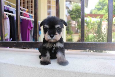 Black &amp; Silver Mini Schnauzer Puppy - Schnauzer Dog