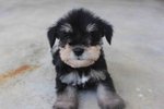 Black &amp; Silver Mini Schnauzer Puppy - Schnauzer Dog