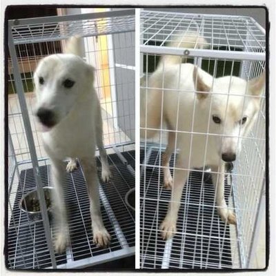 Husky - Siberian Husky Dog