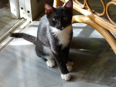 Sweetheart Of A Kitten Needs A Home - Domestic Medium Hair Cat