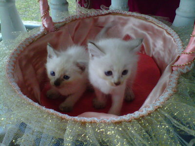 Molly,sally And Blackie - Siamese + Persian Cat