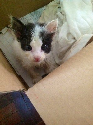 Baby Lamb - Domestic Medium Hair Cat