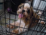 Shih Tzu Pups - Shih Tzu Dog