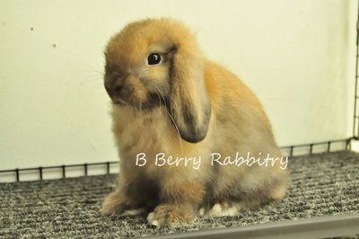 Holland Lop - Tort 28 - Holland Lop Rabbit