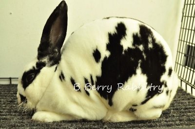 Mini Rex - Broken Black 28 - Mini Rex Rabbit