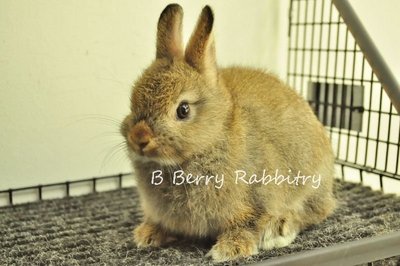 Netherland Dwarf - Chestnut 28 - Netherland Dwarf Rabbit